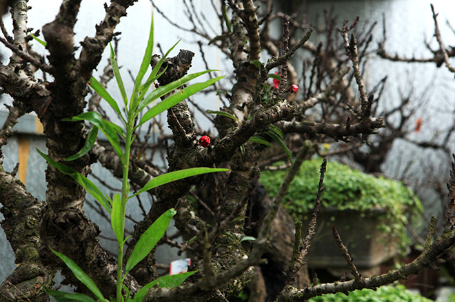 Hà Nội rét đậm, đào Nhật Tân sẽ đắt gấp 3 lần mọi năm?